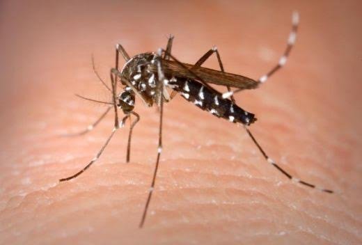 Pese al fresco el dengue no cesa