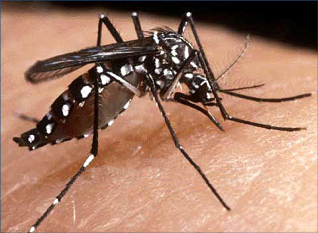 Plan de contingencia para casos de dengue