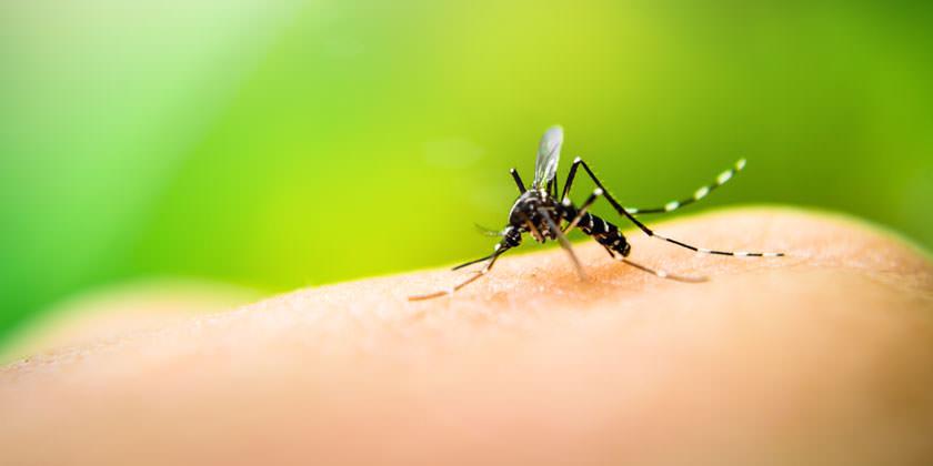 IPS insta a tomar medidas preventivas para evitar la proliferación del mosquito trasmisor de dengue