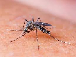 Al Aedes Aegypti lo combatimos con prevención