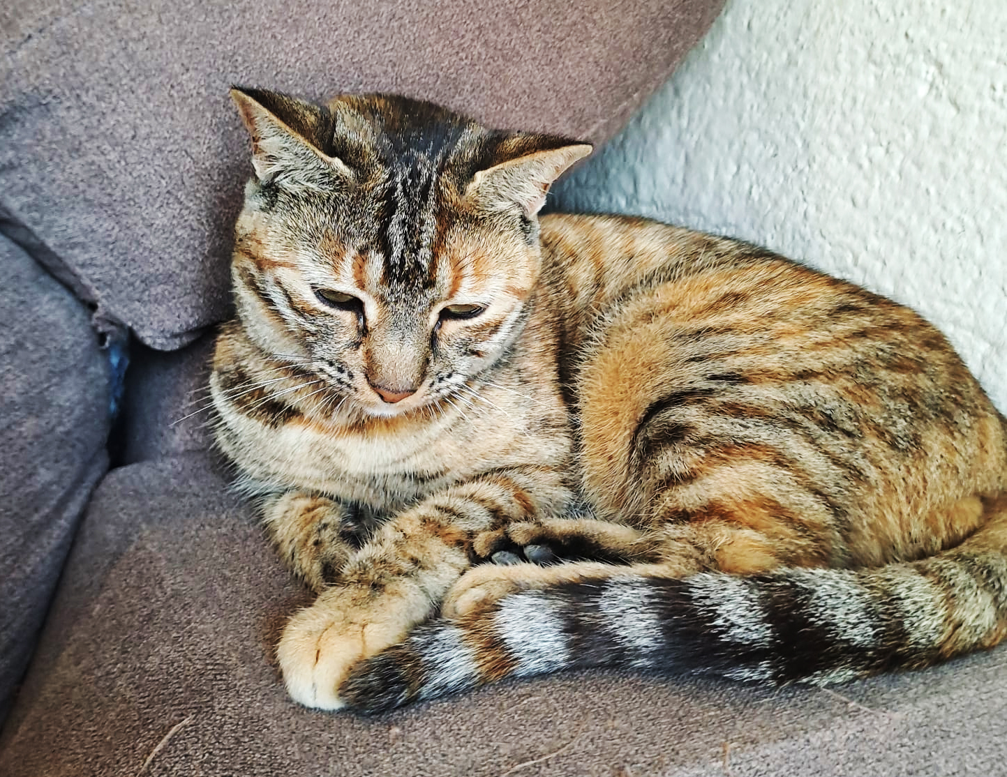  Cómo tener una mascota puede ayudarte emocional y psicológicamente 