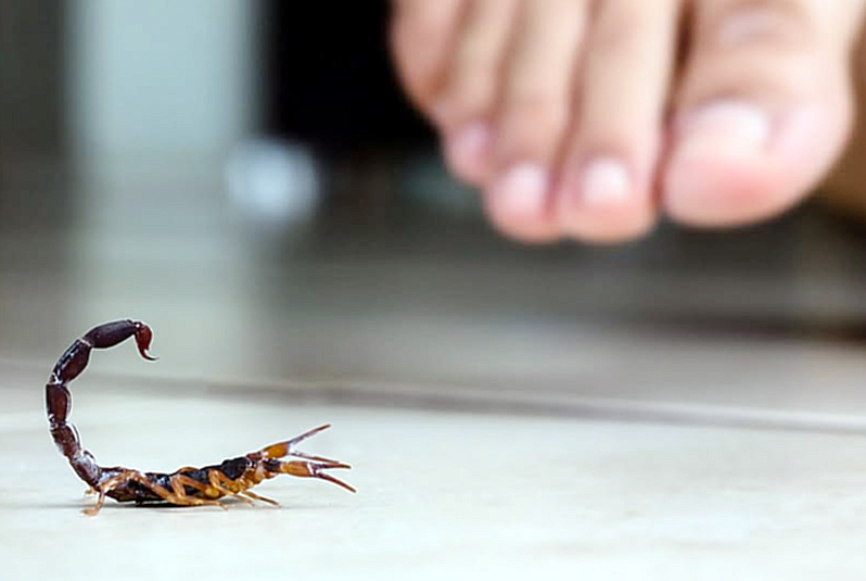 Cuidado con los Alacranes